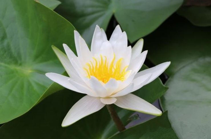 小孩子夏季愛感冒？做到 以下7 點夏季少感冒 